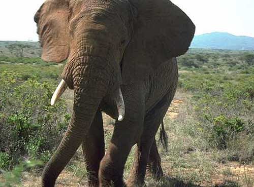 Elephant01.jpg